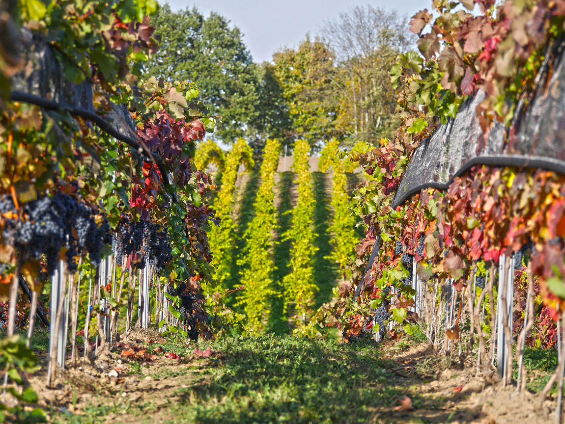 Schloss Rattey: Where wine, expansive nature and history come together