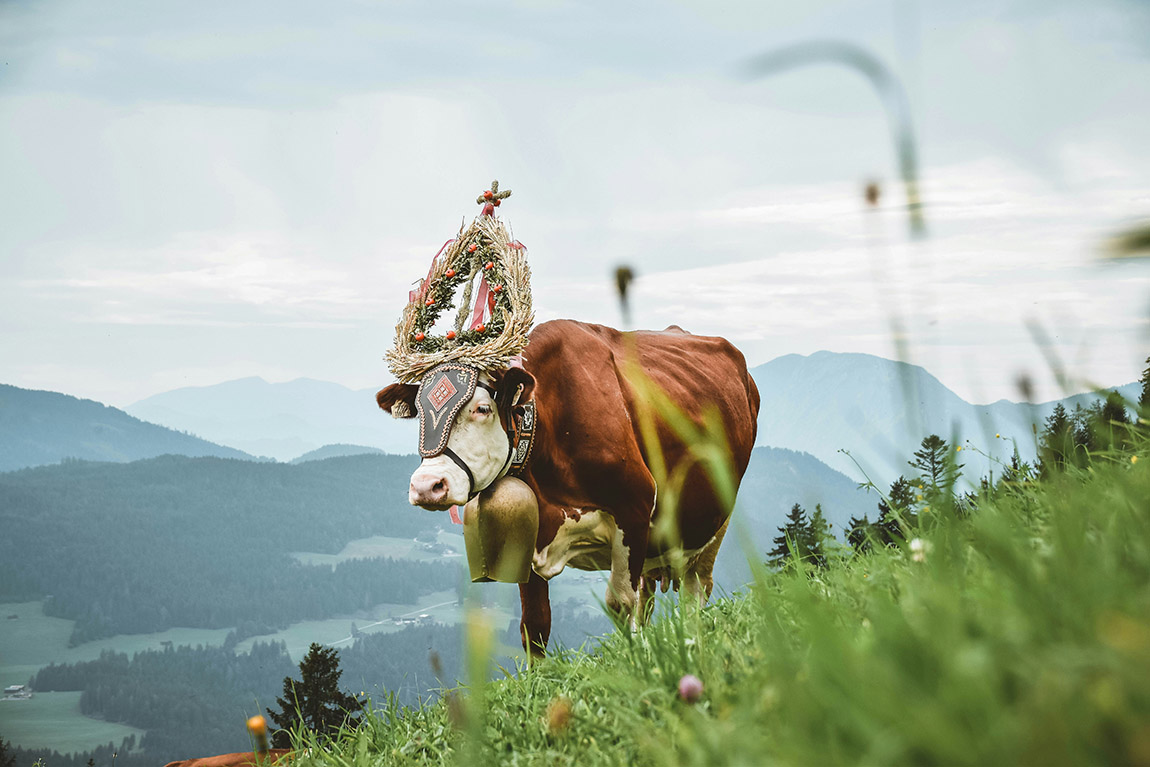 A cow ready to leave its summer pasture in Westendorf, Austria. Photo: Stephan Seeber, Unsplash | When the cows come home