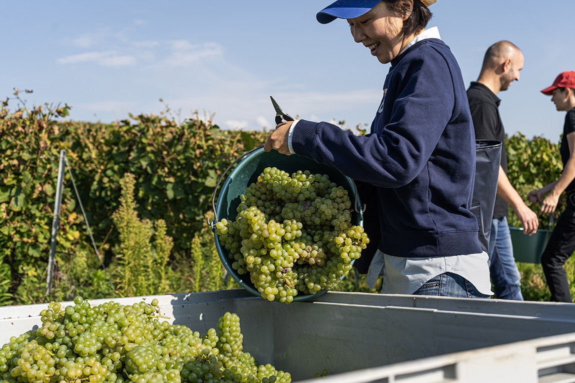 The Au cœur des vendanges event. Photo: © Swiss Wine Promotion | Colour explosion: Autumn in Switzerland’s vineyards