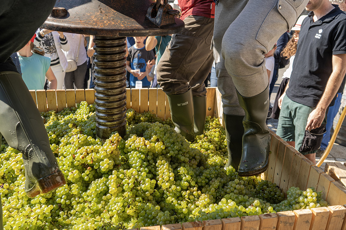 The Au cœur des vendanges event. Photo: © Swiss Wine Promotion | Colour explosion: Autumn in Switzerland’s vineyards