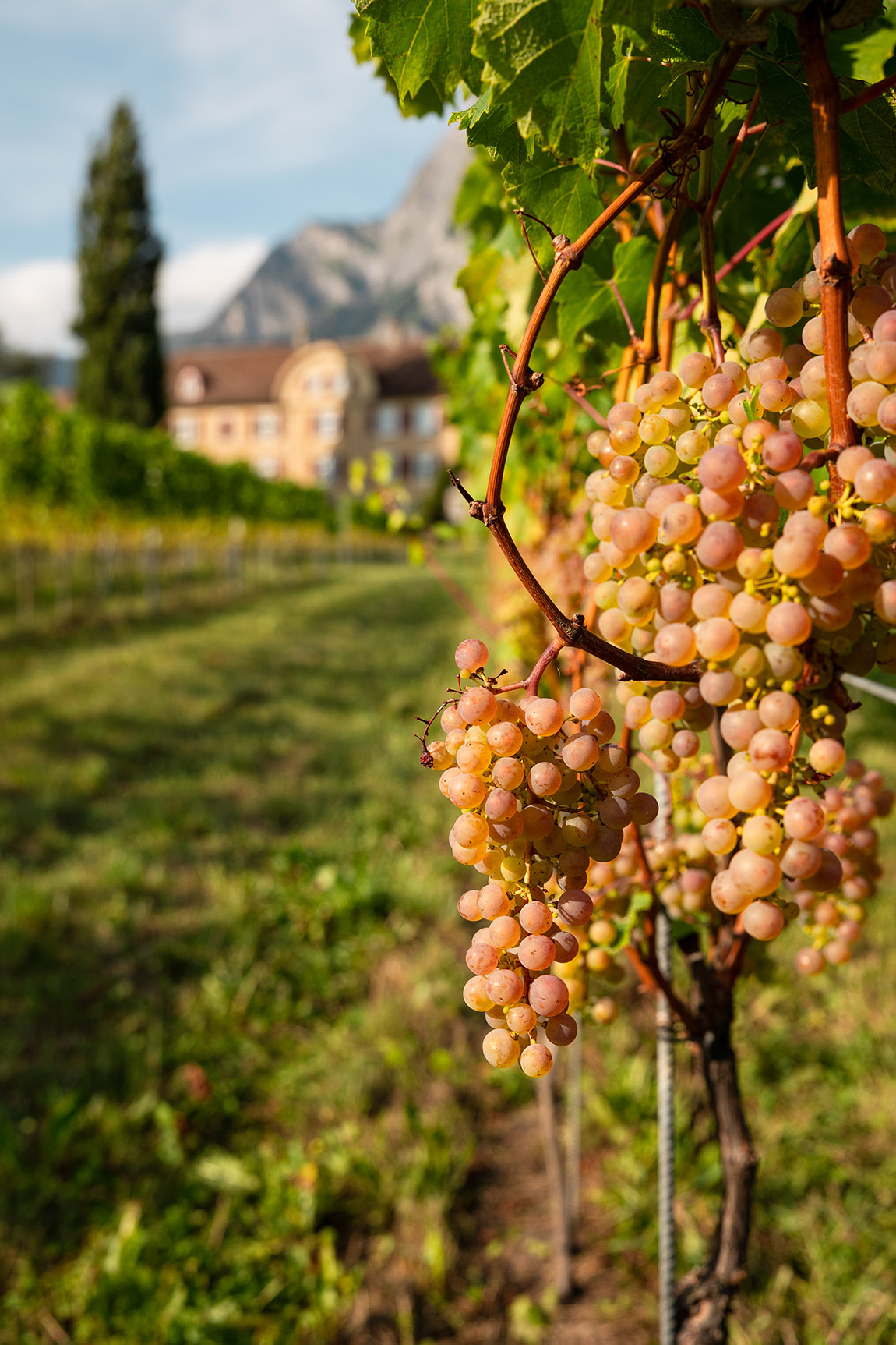 Sauvignac vineyard. | Schloss Salenegg: Where Europe’s oldest winery stays young