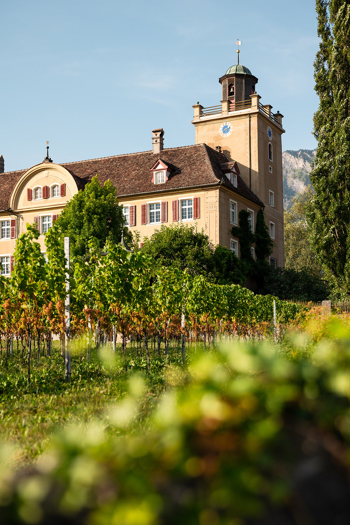 Schloss Salenegg mit Rebberg. | Schloss Salenegg: Where Europe’s oldest winery stays young