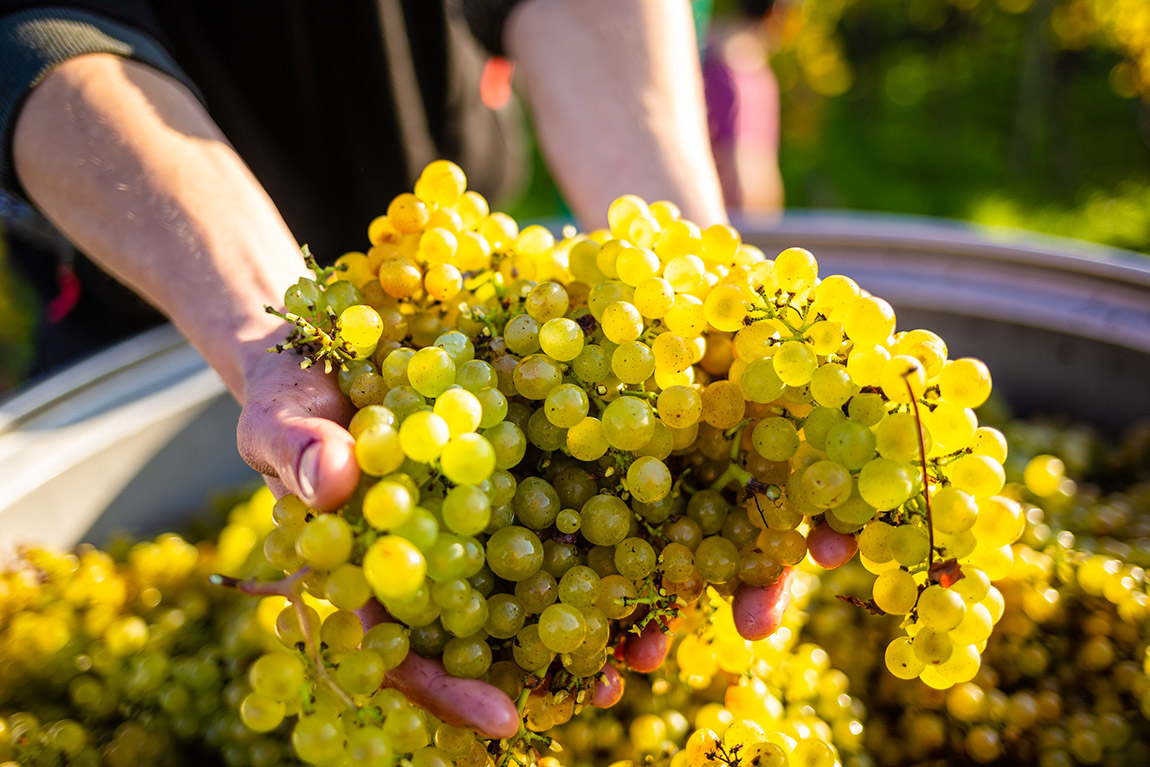 Chardonnay-Ernte. | Schloss Salenegg: Where Europe’s oldest winery stays young
