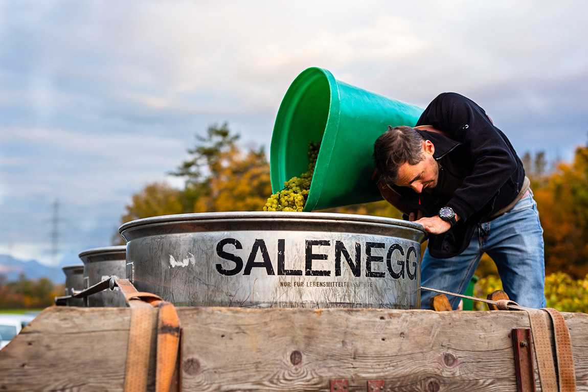 Chardonnay harvest. | Schloss Salenegg: Where Europe’s oldest winery stays young