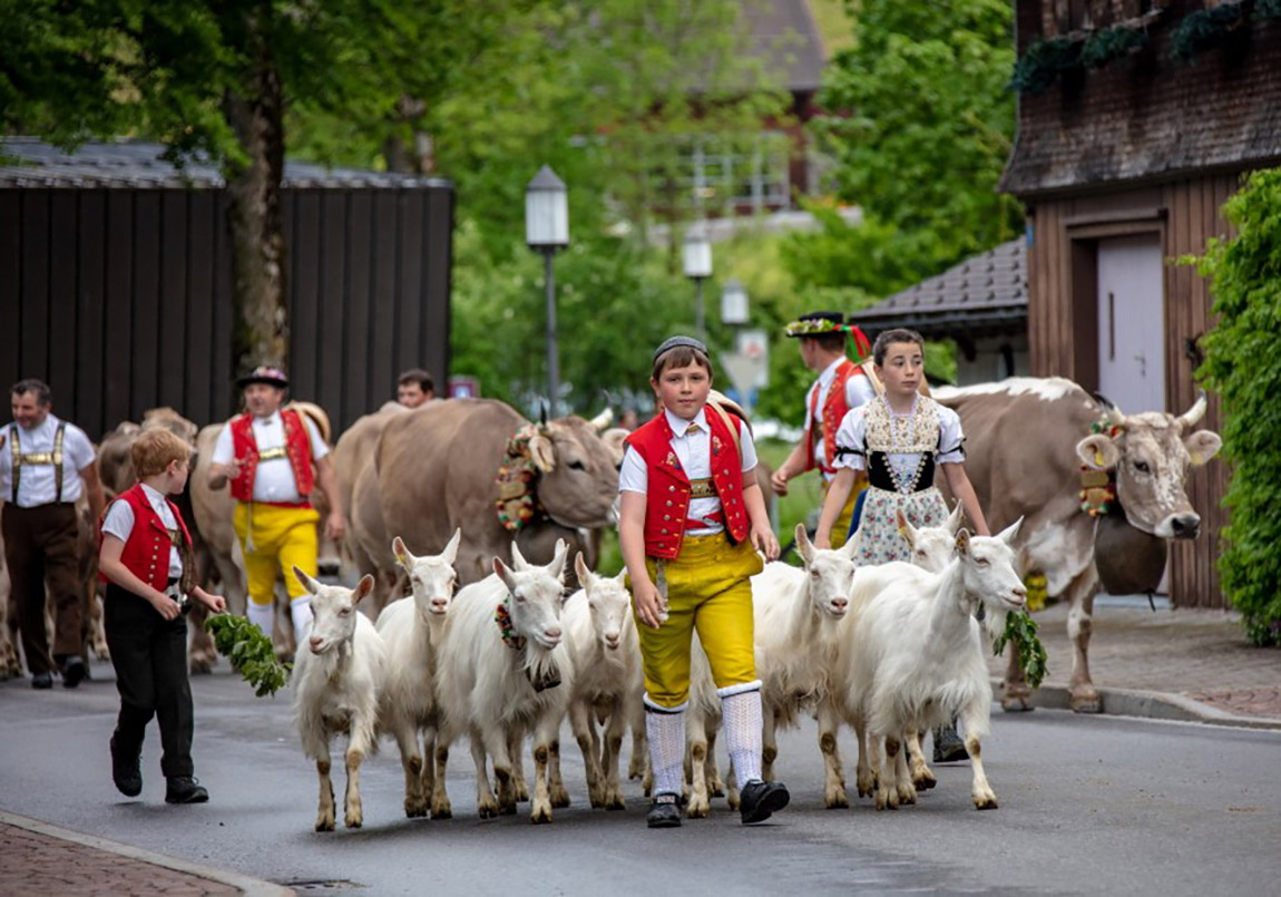 Alpabzug in Weissbad. Foto: Appenzell Tourismus | RESORT HOF WEISSBAD: AN INVITATION TO RELAX FOR A WHILE